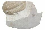 Rare, Partial Ptychopyge Trilobite - St Petersburg, Russia #363174-1